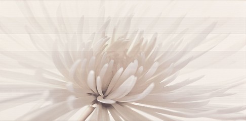 AVANGARDE WHITE INSERTO FLOWER 29,7X60